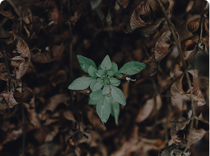 plante