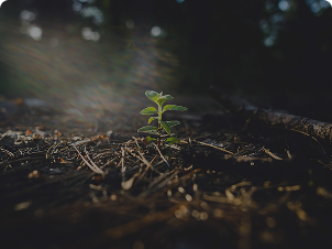 jeune-plante