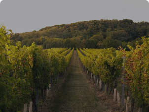 Centre d'une rangée de vignes