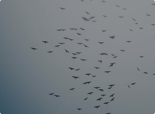 migration calque