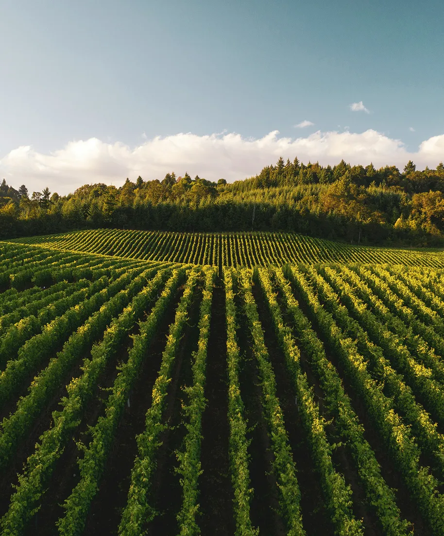 Vignes alignées